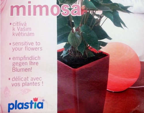 Blumentopf Mimosa ist empfindlich gegen Blumen_beschnitten_ZXiZdsaE_f.jpg